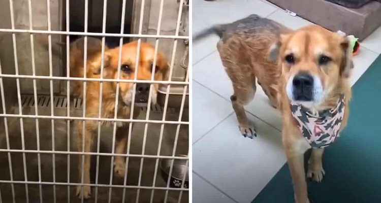 Frau rettet schwerkranken Hund aus Tierheim
