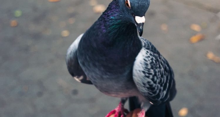 Frau rettet verletzte Taube und nimmt sie mit nach Hause – Ein Jahr später sind beide TikTok-Stars