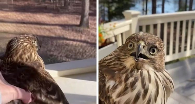 Frau rettet verzweifelten Falken Wie das Tier dann reagiert, fasziniert alle Tierfreunde