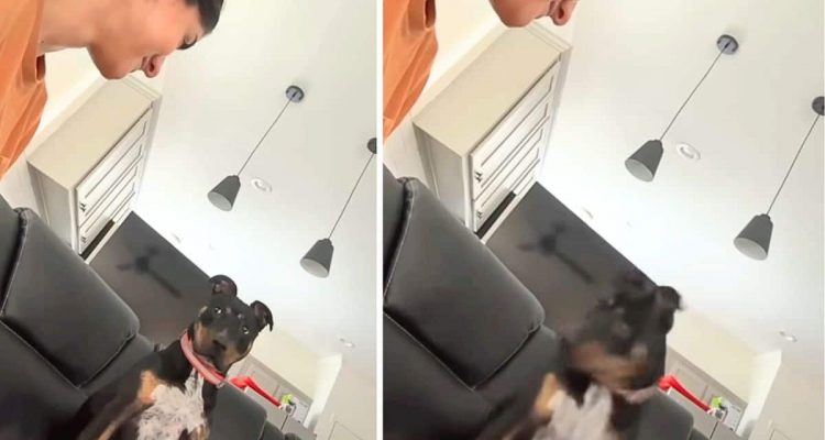 Frau schaut ihrem Hund tief in die Augen - seine Reaktion zaubert allen ein Lächeln ins Gesicht
