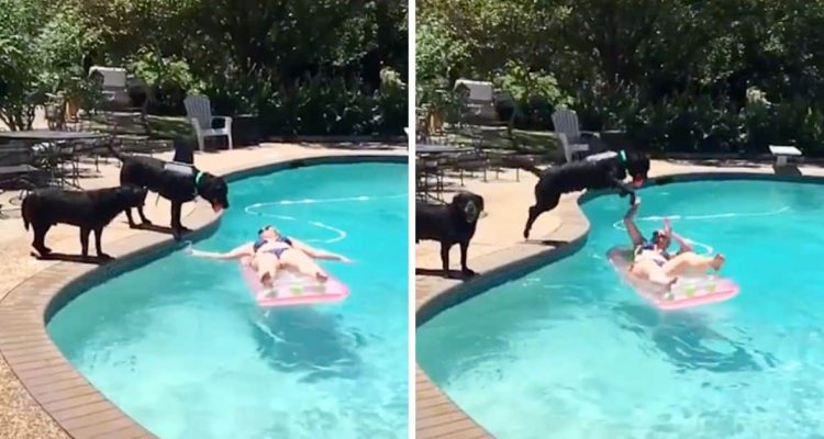 Frau sonnt sich auf Luftmatratze in ihrem Pool - was ihr Labrador dann macht, sorgt für Lachtränen