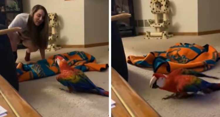 Frau spielt Verstecken mit Papagei - Seine Reaktion sorgt für heftige Lachtränen