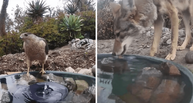 Frau stellt Kamera im Garten auf - einfach unglaublich, welche Tiere aus ihrem Wasserbrunnen trinken