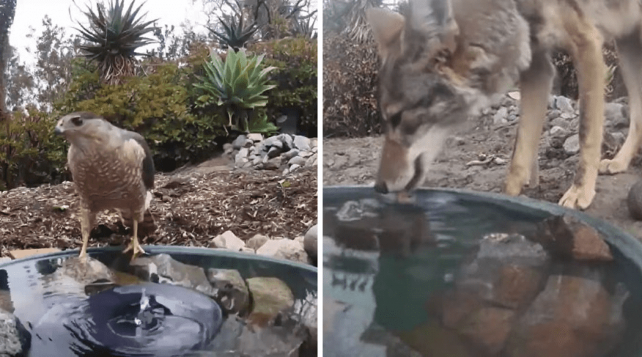 Frau stellt Kamera im Garten auf - einfach unglaublich, welche Tiere aus ihrem Wasserbrunnen trinken