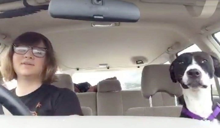 Frau und Hund fahren Auto - Was passiert, als sie Michael Jackson anmacht, ist einfach zum Totlachen