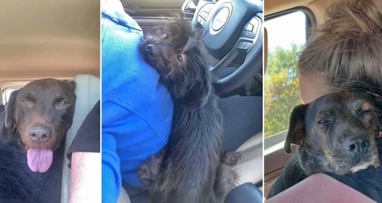 Frau will Tierheim-Hund vor dem Einschläfern retten - doch damit hätte niemand gerechnet