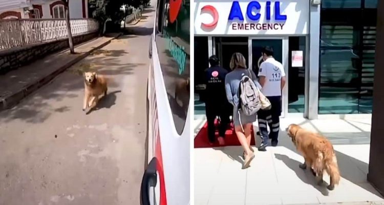 Frau wird von Krankenwagen abgeholt - Was ihr Hund dann tut, berührt Herzen auf der ganzen Welt