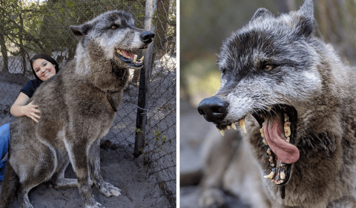 “Frauenheld” Darum lässt sich dieser furchteinflößende Wolf nur von Frauen umsorgen