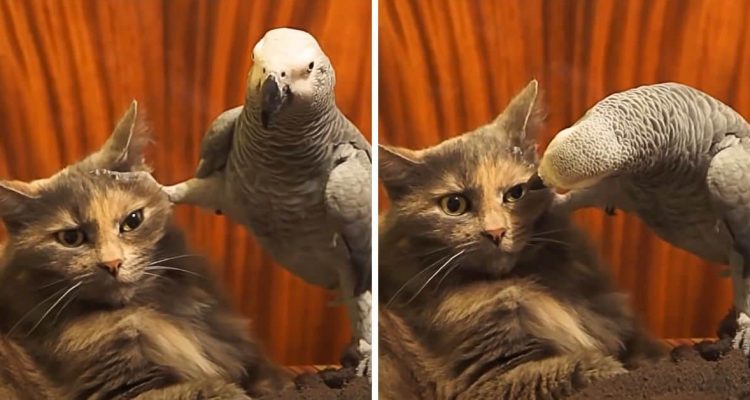 Frecher Papagei geht Katze auf die Nerven – Ihre Reaktion lässt das ganze Internet grinsen