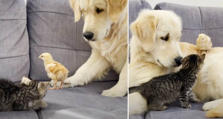 Freches Küken besucht Hund und Kätzchen auf dem Sofa – Was dann passiert, ist zum Totlachen