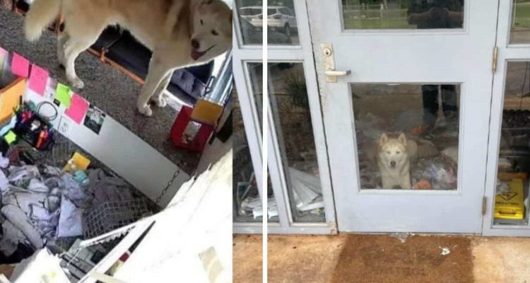 Frisch angekommen: Husky zerlegt über Nacht das ganze Tierheim - die Folgen für ihn überraschen alle