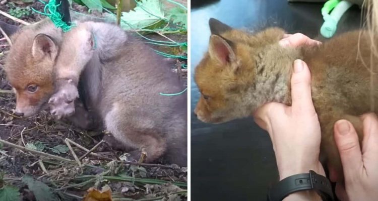 Fuchs-Baby aus Netz gerettet – alle drücken die Daumen, damit das Tier wieder gesund wird