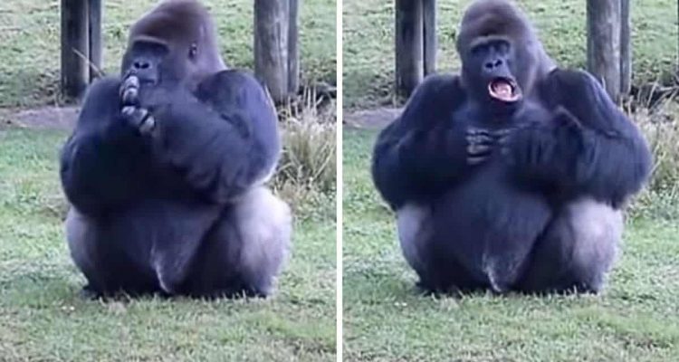 Füttern verboten - Wie ein Gorilla den Zoobesuchern diese Regel erklärt, lässt Lachtränen rollen