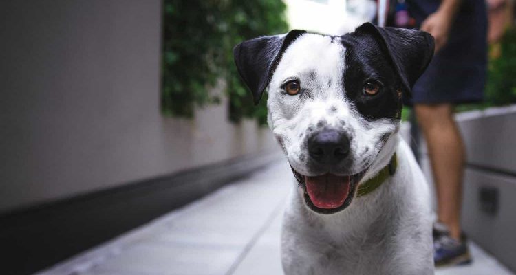 GPS Tracker Hund ohne Abo