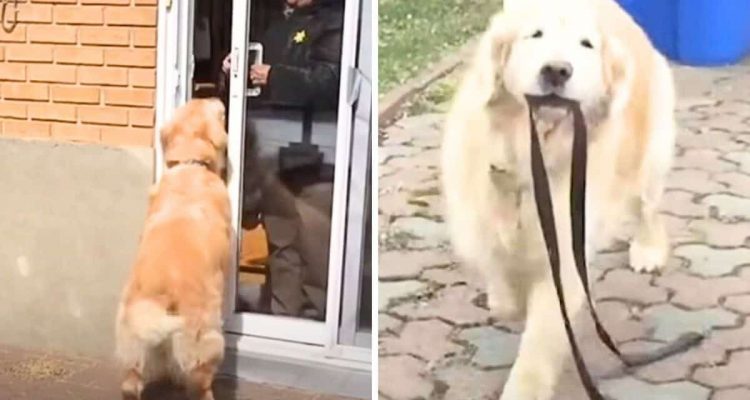 Ganz besondere Freundschaft- Wie dieser Hund auf einen bestimmten Menschen reagiert, ist zuckersüß