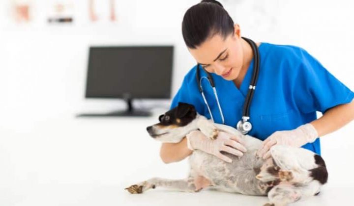 Gebärmutterentzündung beim Hund und die Symptome