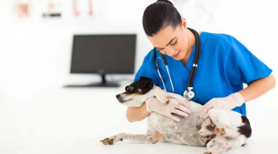 Gebärmutterentzündung beim Hund und die Symptome