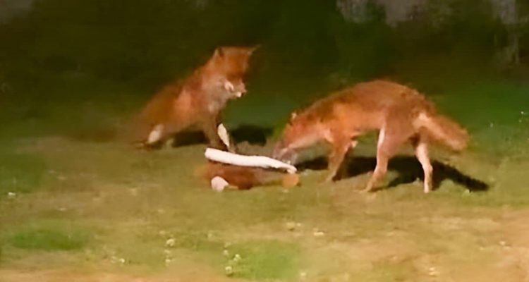 Geheimes Treiben im Garten - Wer dort mit dem Hundespielzeug spielt, ist einfach unglaublich