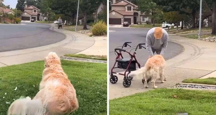 Geht mitten ins Herz: Alter Hund wartet täglich im Vorgarten auf diesen besonderen Freund