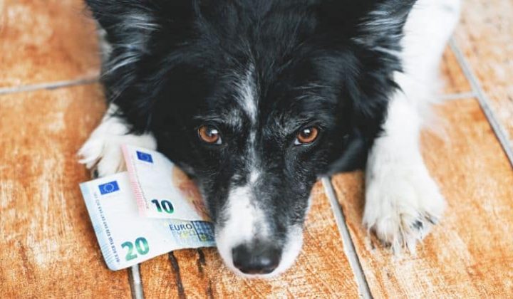 Geld sparen mit Hund