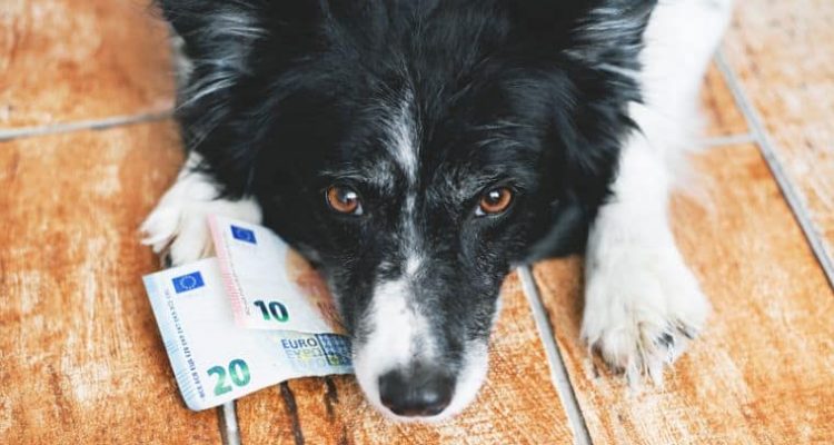 Geld sparen mit Hund