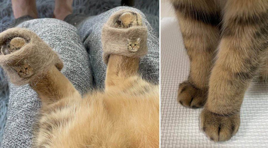 Geniale Idee Frau stellt Pantoffeln aus dem Fell ihrer Katze her – Putzige Fotos gehen viral