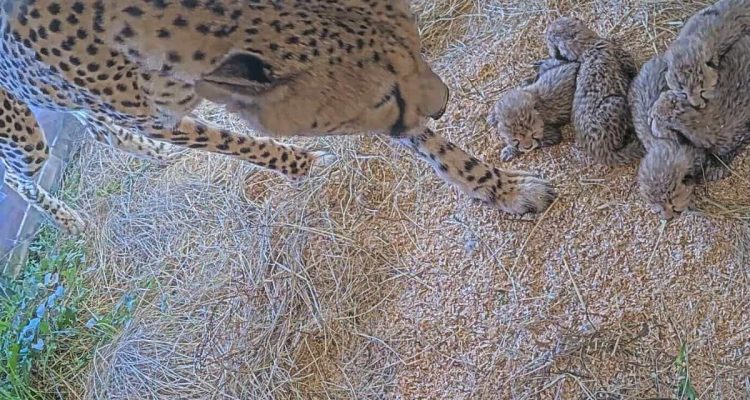 Geparden-Nachwuchs live vor der Kamera: Wie die süßen Babys aufwachsen, begeistert die ganze Welt 