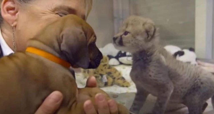 Gepardenmutter verlässt ihr einziges Baby - welche Freundin das Tierkind nun tröstet, ist zuckersüß