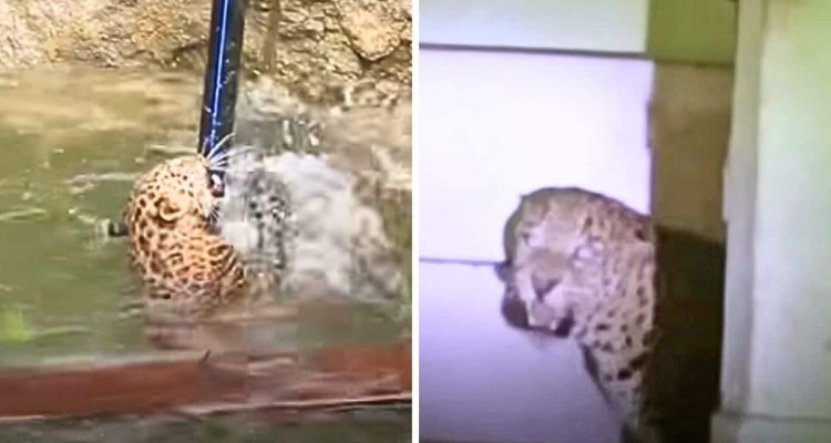 Gerade gerettet und schon wieder in Not: Leopard gerät 2-mal in Gefahr und lässt Helfer verzweifeln