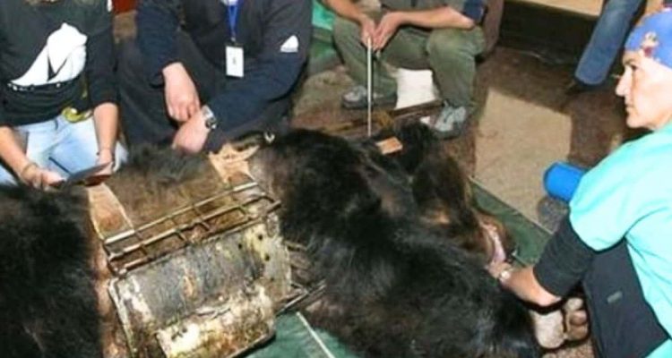 Geretteter Bär sieht nach 9 Jahren Folter zum ersten Mal Wasser - Seine Reaktion ist herzerwärmend