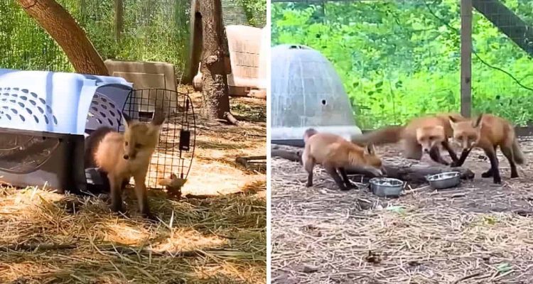 Gerettetes Fuchsbaby lernt seine Artgenossen kennen - wie schnell es Freunde findet, ist verblüffend