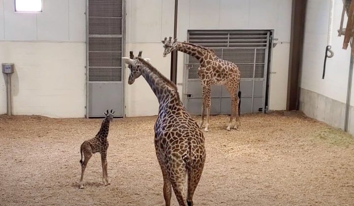 Giraffen-Bulle sieht sein Baby zum ersten Mal - seine Reaktion erwärmt jedes Herz