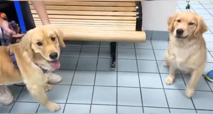 Hund verhält sich plötzlich komisch – was der Tierarzt dann feststellt, schockiert seine Familie