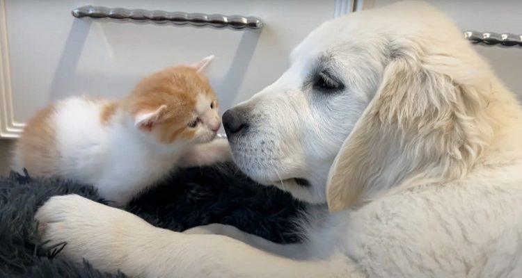 Golden Retriever-Welpe und Katzen-Baby kuscheln den ganzen Tag - Video lässt Herzen schmelzen