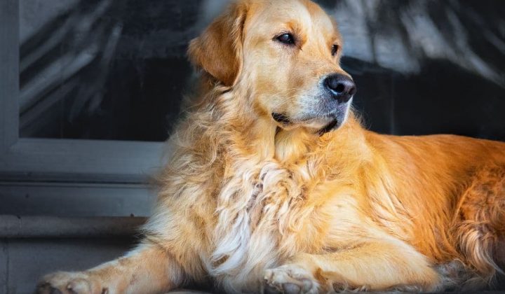 Golden Retriever 8 Stunden Alleine Lassen Golden Retriever alleine lassen: Das solltest du beachten!