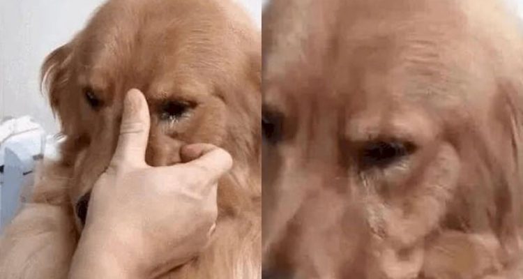 Golden Retriever sieht Besitzer nach 5 Jahren wieder – seine Reaktion ist unglaublich herzergreifend