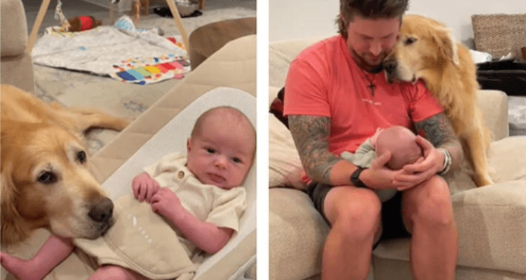 Golden Retriever trifft zum ersten Mal auf Baby Seine Reaktion ist unglaublich süß
