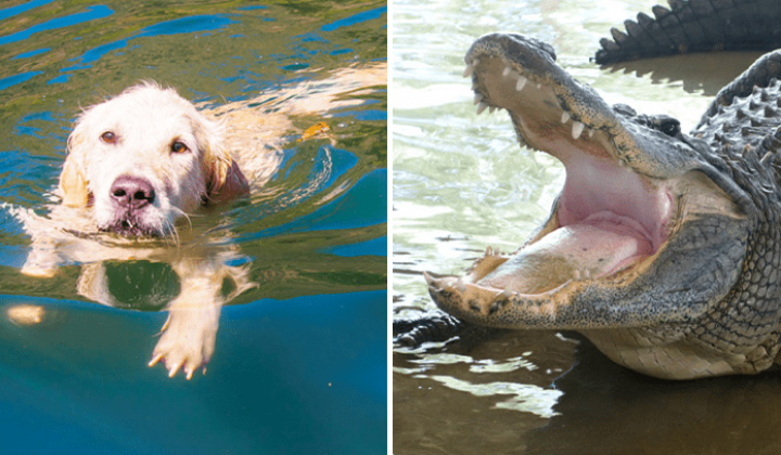Golden Retriever wird vor Alligator gerettet, weil sich 74-jährige Halterin ihm entgegenstellt