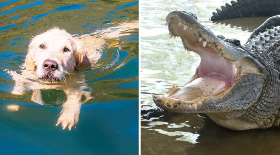 Golden Retriever wird vor Alligator gerettet, weil sich 74-jährige Halterin ihm entgegenstellt