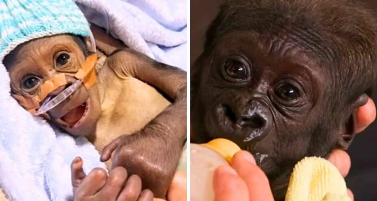Familiendrama im Affengehege: Darum muss dieses Gorilla-Baby von einem Menschen großgezogen werden