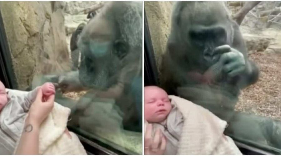 Gorilla-Mama beobachtet neugierig Baby einer Zoobesucherin - Was dann passiert rührt alle zu Tränen