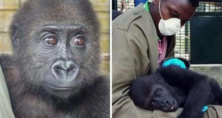 Gorillababy in Holzkiste gefunden: Wie sein Leben nach der Rettung weitergeht, ist herzerwärmend