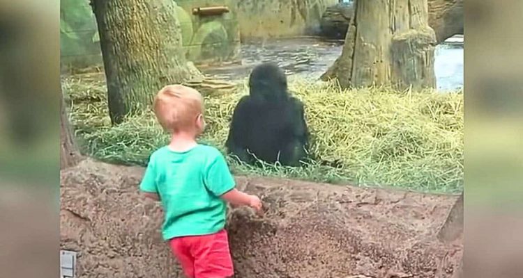 Gorillababy und Menschenkind sehen sich in die Augen – was dann passiert, ist kaum zu glauben