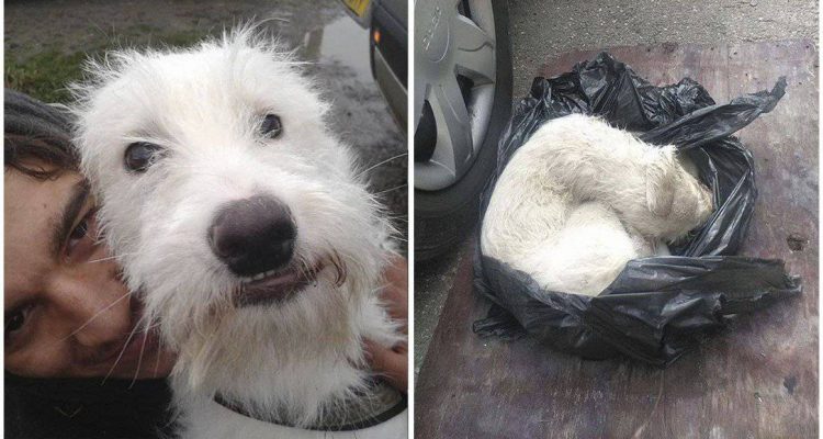 Grausam Verletzter Hund in Mülltüte entsorgt - Dank heldenhaften Rettern bekam er ein neues Leben