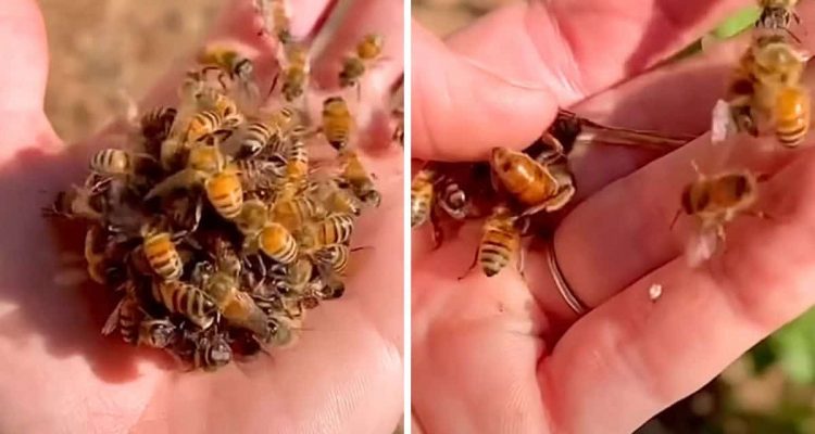 Grausam und doch faszinierend: Bienen wollen Bienenkönigin auf der Hand einer Frau töten