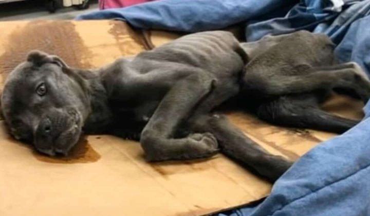 Grausam zugerichtet Tierheim dachte, dieser Hund würde sterben - Seine Verwandlung rührt zu Tränen