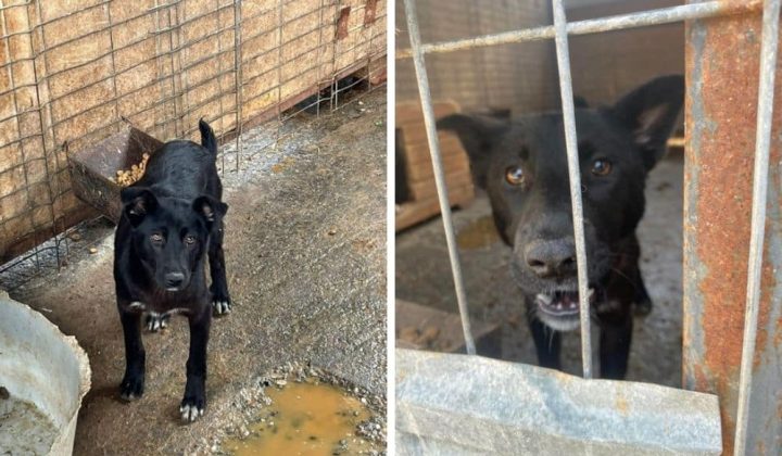 Grausame Haltung im rumänischen Tierheim Wer erlöst Junghündin “Siri” aus unwürdigen Zuständen