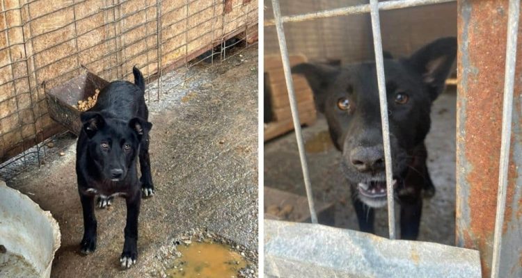 Grausame Haltung im rumänischen Tierheim Wer erlöst Junghündin “Siri” aus unwürdigen Zuständen