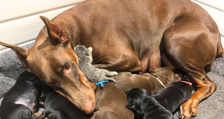 Grenzenlose Mutterliebe- Wie diese Dobermann-Hündin ein Katzenbaby rettet, ist unfassbar rührend