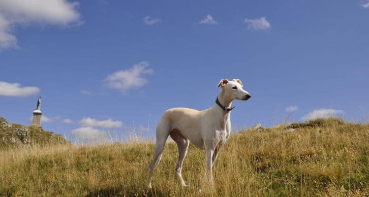Greyhound im Porträt
